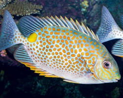 Siganus Guttatus L