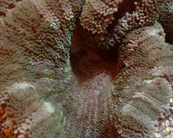 Stichodactyla Spp. (Colored) Xs