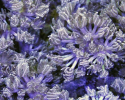 Xenia Spp. (Pumping) S