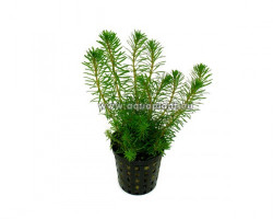 Rotala Wallichii