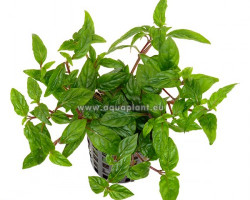 Staurogyne Repens