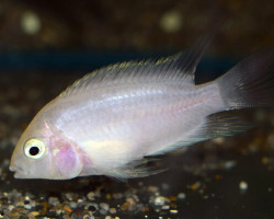 Amatitlania Nigrofasciata Coral White M