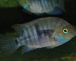 Amatitlania Sajica S/M