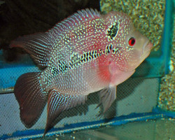 Cichl./Flower Horn Red Pearl M (8-10Cm)