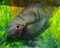 Mayaheros Urophthalmus  M