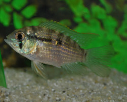 Andinoacara Pulcher S/M