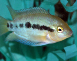 Herotilapia Multispinosa S