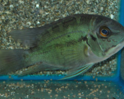 Hoplarchus Psittacus Xl