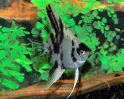 P. Scalare Koi L