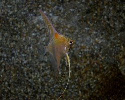 Pterophyllum Sc. Manacapuru S/M