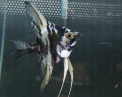 Pterophyllum Sc. Blue/Marble M
