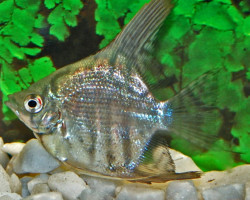 Pterophyllum Sc. Zebra S/M