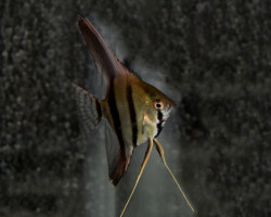 Pterophyllum Sc. Dantum M/L