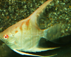 P. Scalare Manacapuru Albino M/L