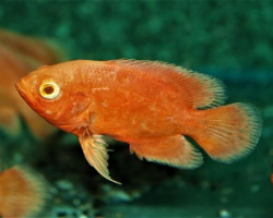 Astronotus Ocellatus Red Chili M