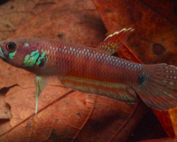 Betta Pallifina L