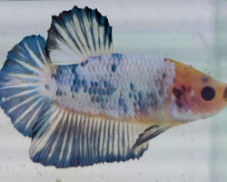 Betta Sp. Plakat Pearl Blue Maschio Xl