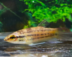 Betta Raja L