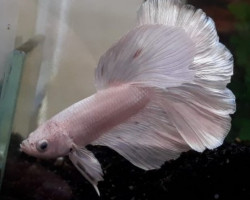 Betta Splendens Half Moon White Maschio Xl