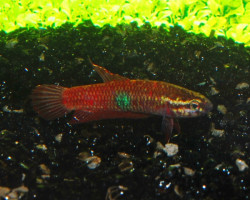Betta Brownorum S