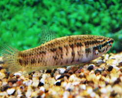 Betta Smaragdina L