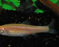 Pimephales Promelas Auratus 4/7