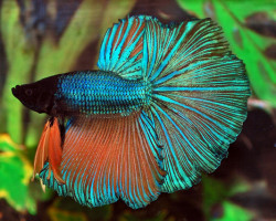 Betta Splendens Half Moon Maschio L