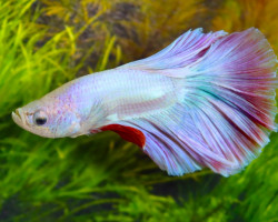 Betta Sp. Halfmoon Gold Maschio L