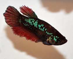 Betta Sp. Halfmoon  S/M
