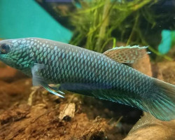 Betta Antuta M
