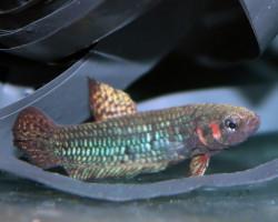 Betta Hendra M