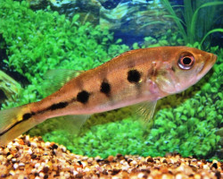 Cichla Ocellaris L