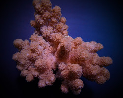 Klyxum Spp. (Colt) M