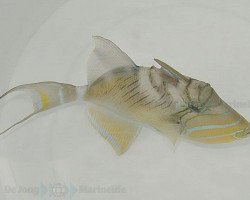 Balistes Vetula Ml