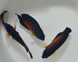 Centropyge Bispinosa Ml