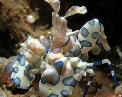Hymenocera Elegans Ml