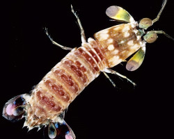 Odontodactylus Sp. M