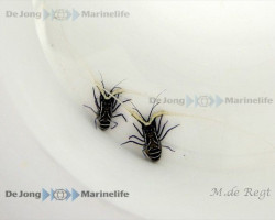 Panulirus Versicolor Ml
