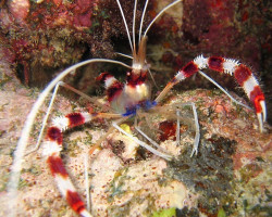Stenopus Hispidus S