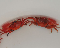 Uca Crassipes M