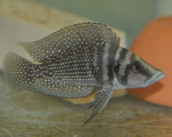 Altolamprologus Calvus 7-8