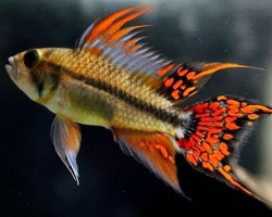 Apistogramma Cacatuoides Double Red  Coppia 3-4Cm