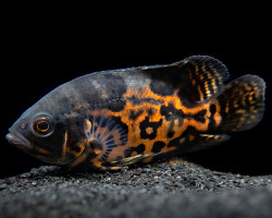 Astronotus Ocellatus Tiger 5-6