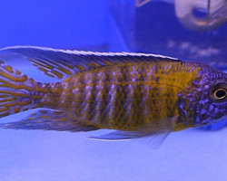 Aulonocara Steveni 8-10