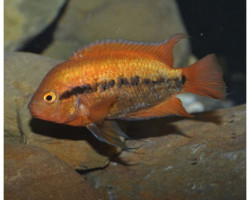 Herotilapia Multispinosa Orange 3-3,5