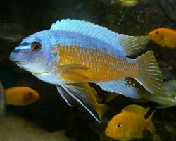 Labeotropheus Fuelleborni Marnel 10-11Cm