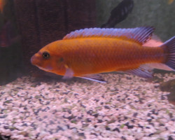 Labeotropheus Trewavasae Red Top 3