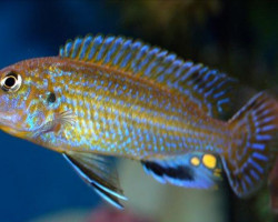 Labidochromis Flavigulis 4