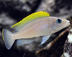Lamprologus Caudopunctatus Kapampa 4 - 5