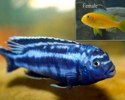 Melanochromis Johannii Red Top 7-8Cm